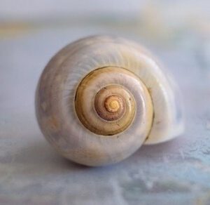 Musikalischer Jahreskreis